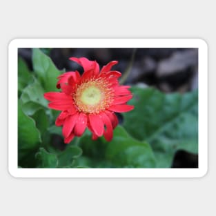 Red Gerber Daisy Sticker